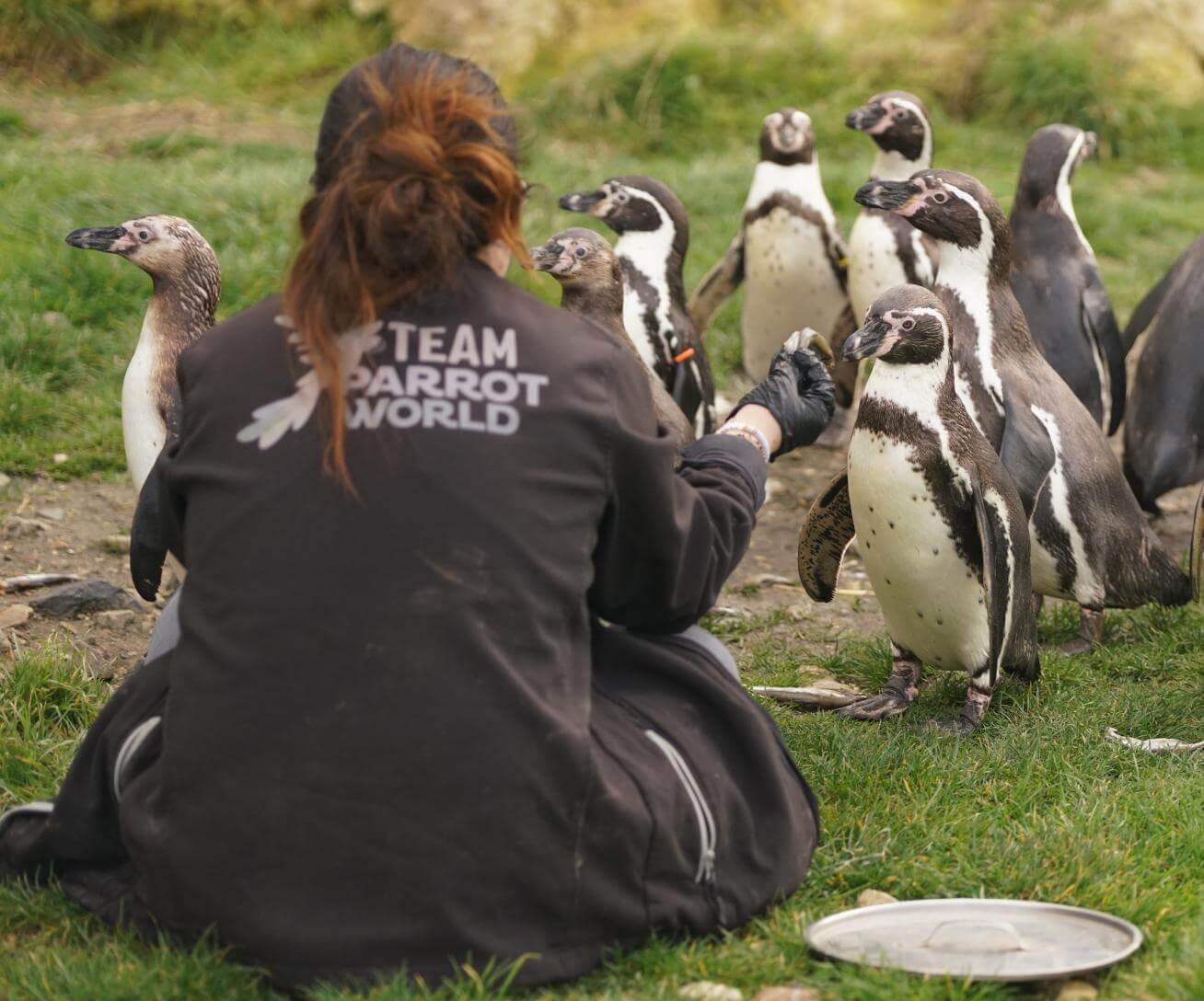 Soigneur animalier Parrot World - 3